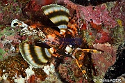 Dendrochirus biocellatus rascasse zebre a ocelles-Wakatobi Moga Island-3m-20180530nuit-Denis-ADER-DSC_2493_tn